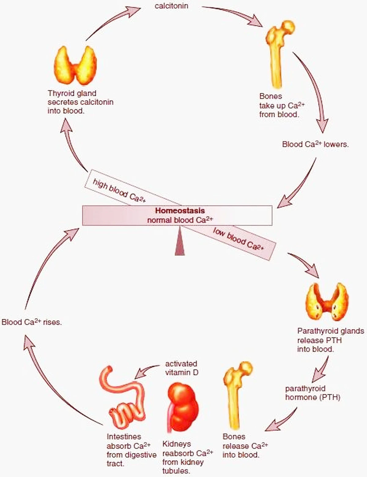 Calcitonin Salmon application Calcitonin Salmon application